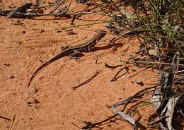 Image of Ctenophorus spinodomus Sadlier, Colgan, Beatson & Cogger 2019