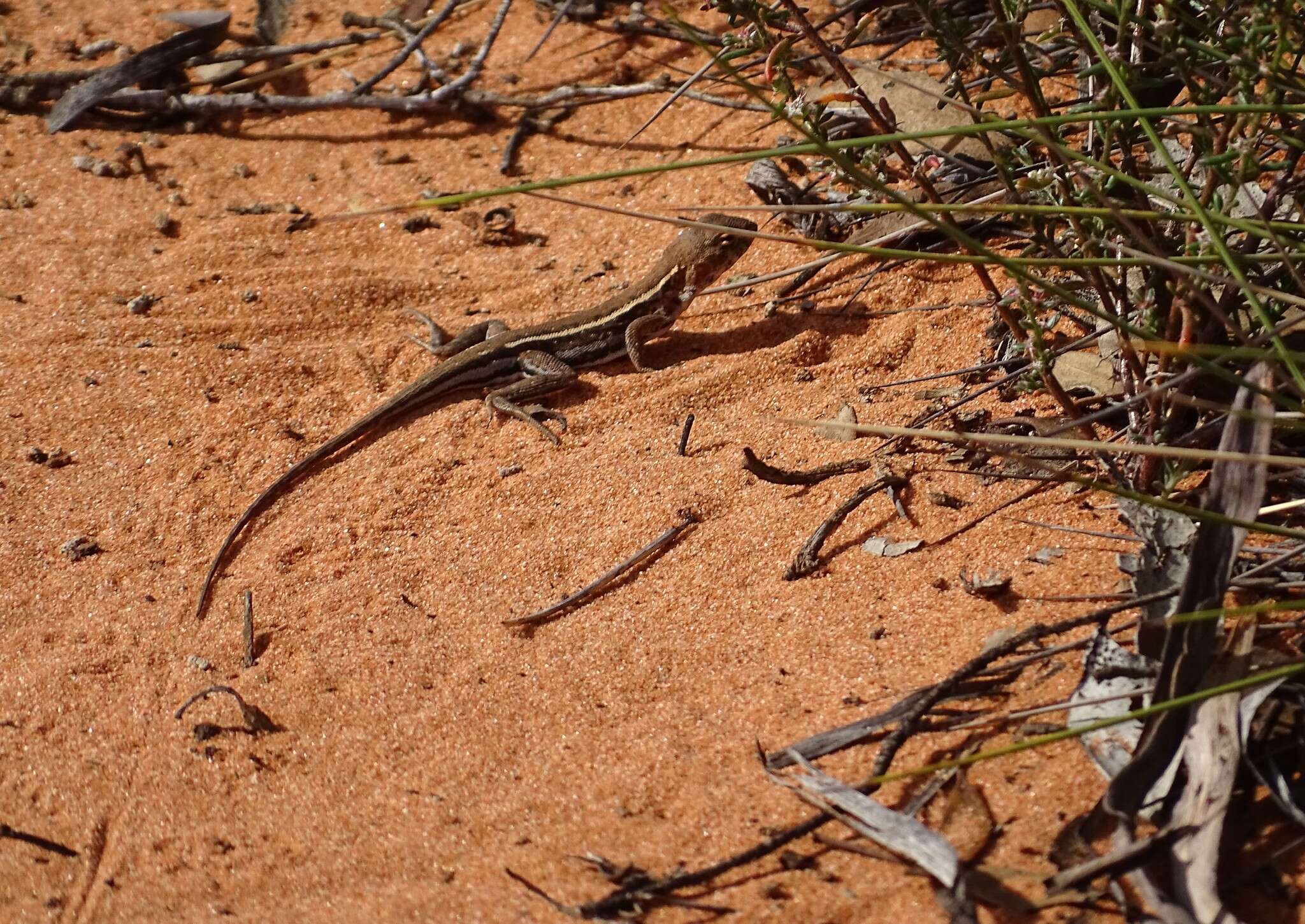 Ctenophorus spinodomus Sadlier, Colgan, Beatson & Cogger 2019 resmi