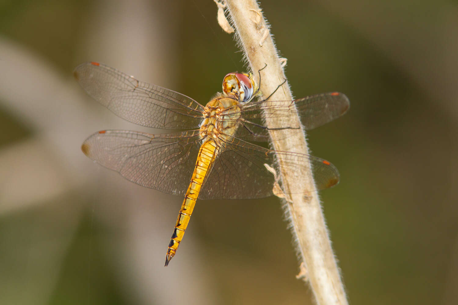 Image of Rainpool Gliders