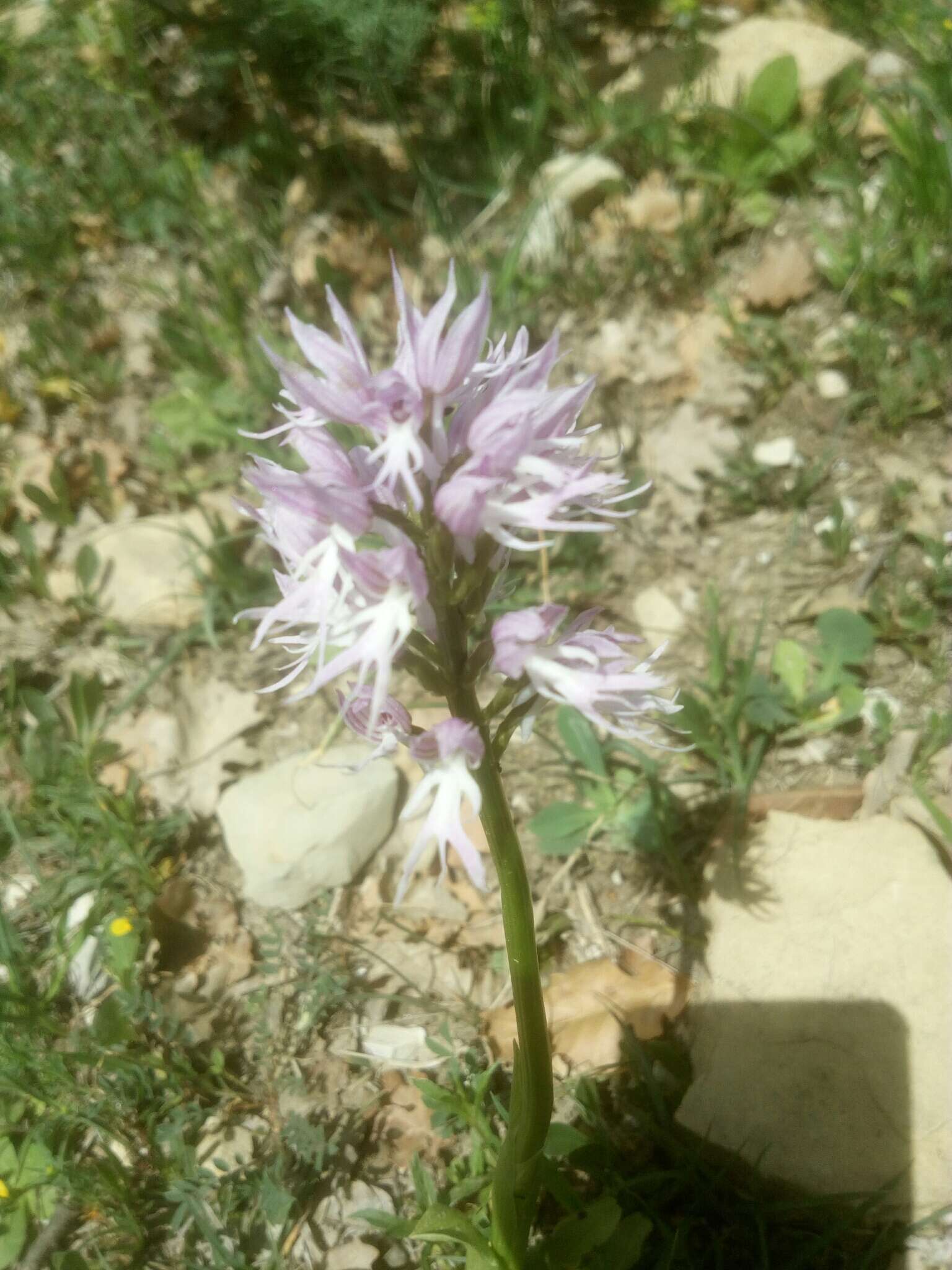 Imagem de Orchis italica Poir.