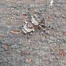 Image of Anancylus (Paranancylus) griseatus (Pascoe 1858)