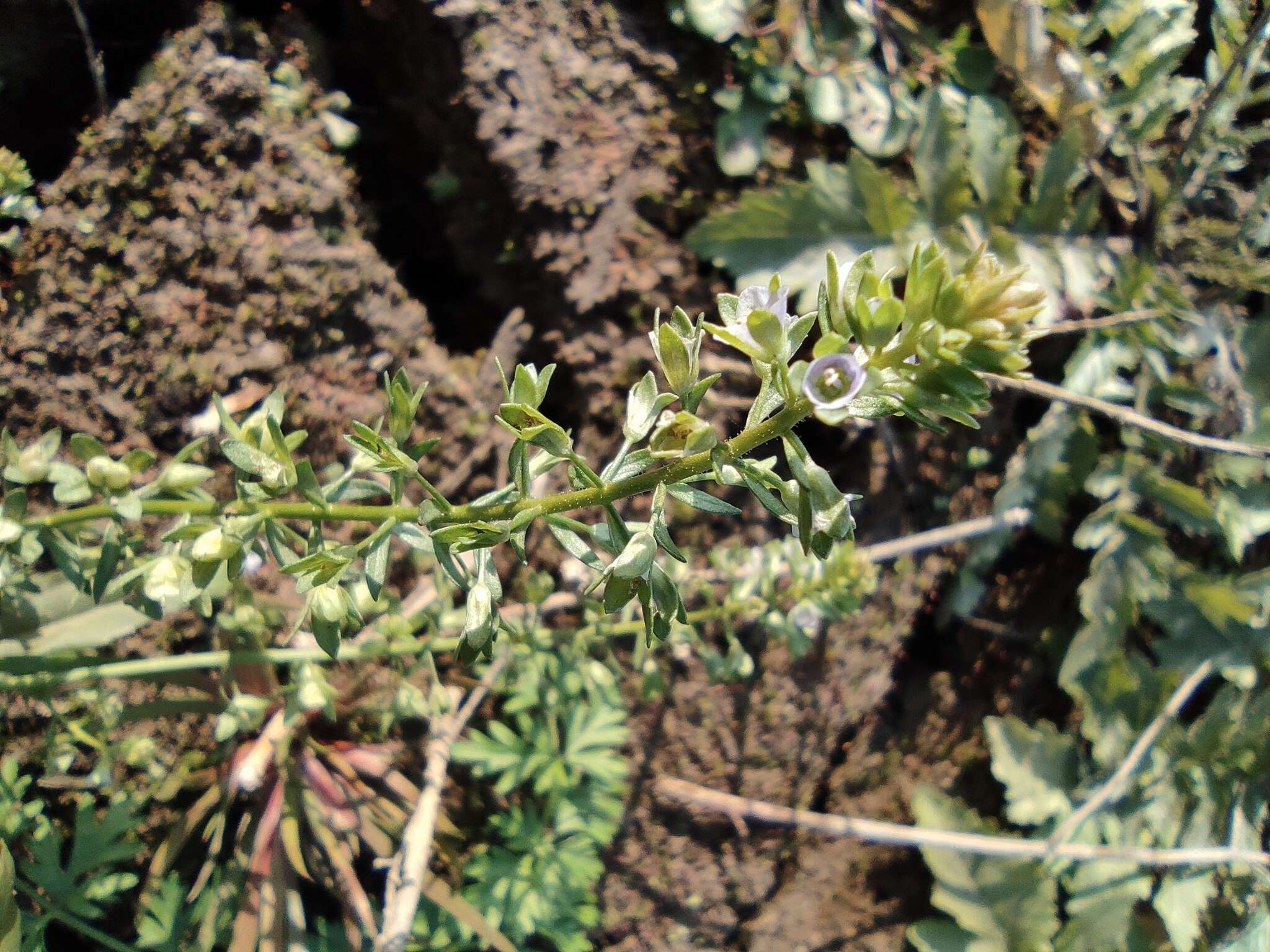 Image of undulate speedwell