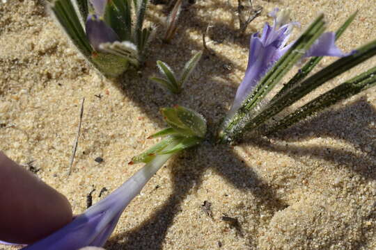 Image of Babiana arenicola Goldblatt & J. C. Manning