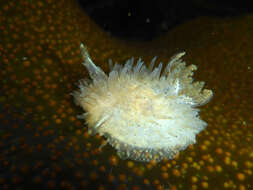 Image of Black and White Dorid