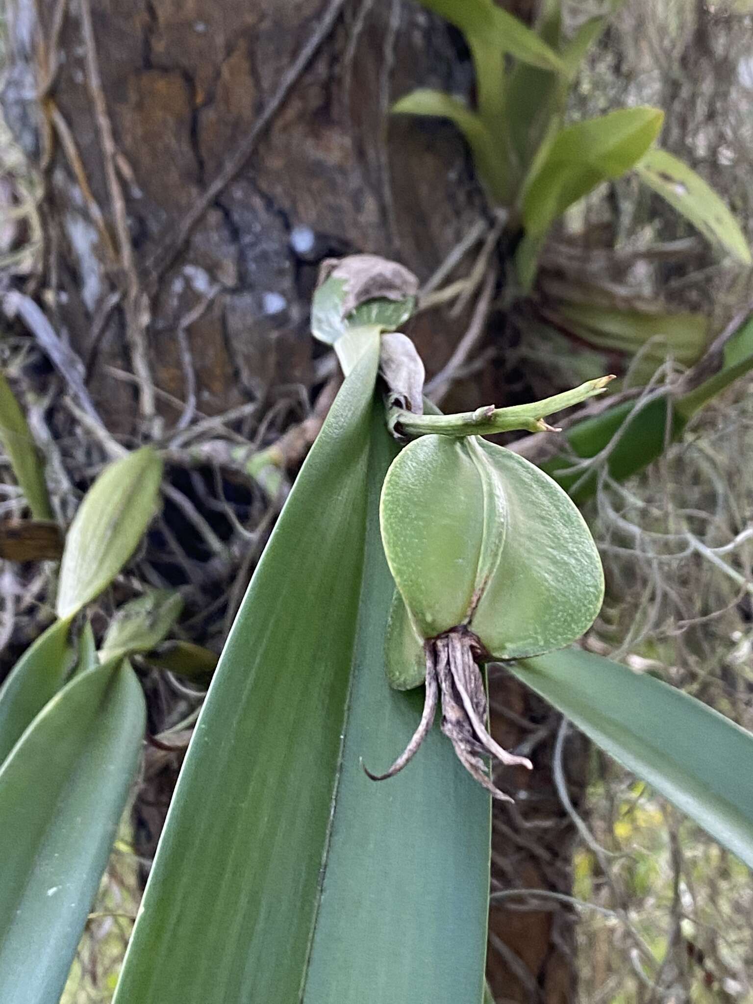 Image of Prosthechea aemula (Lindl.) W. E. Higgins