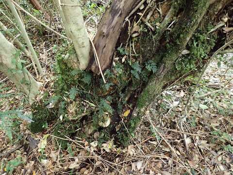 Image of Hymenophyllum caudiculatum var. productum (C. Presl) C. Chr.