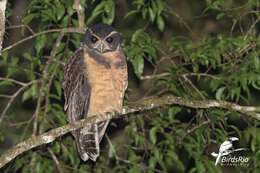 Image of Tawny-browed Owl