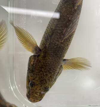 Image of Cox gudgeon