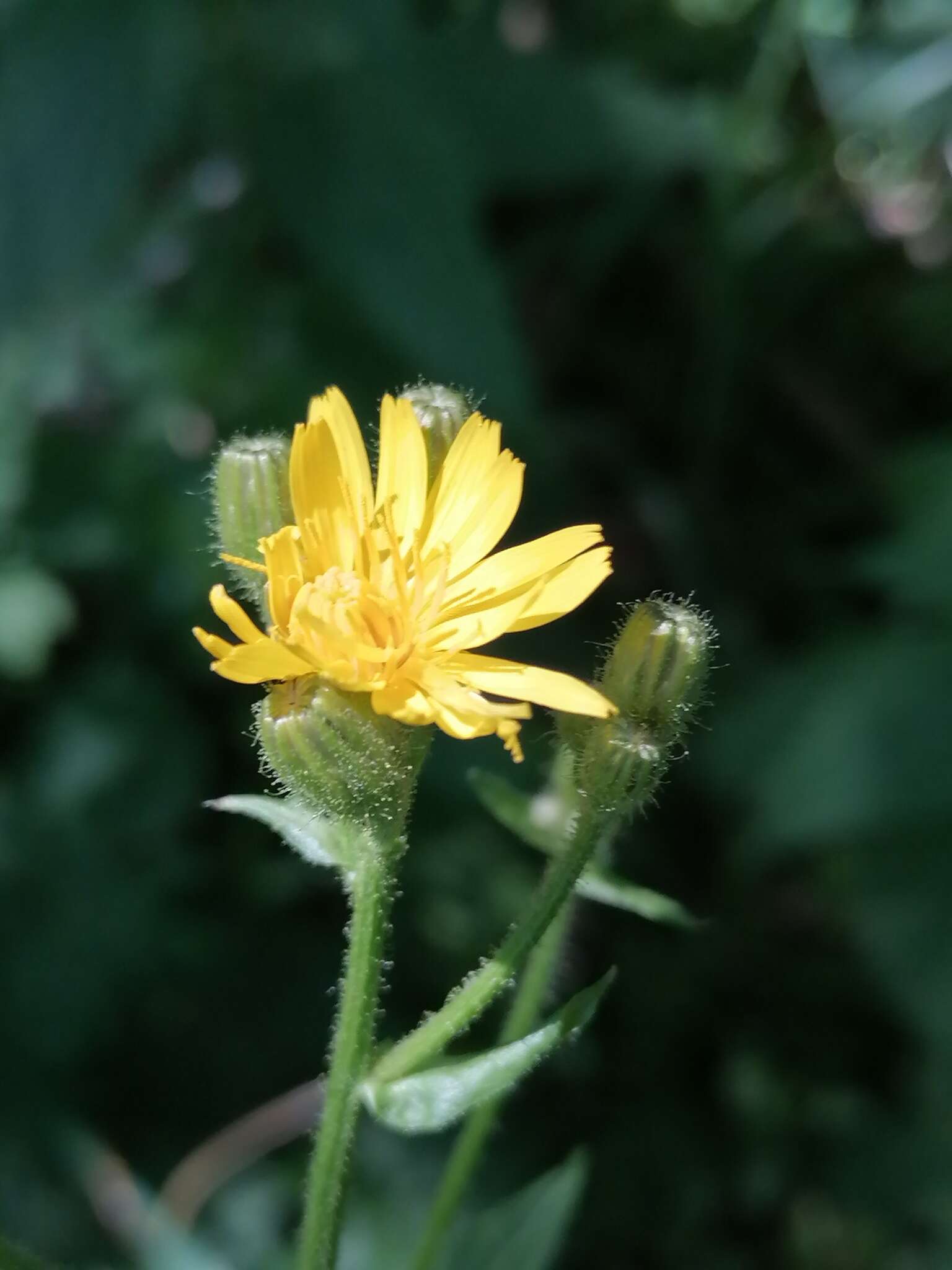 Image of Crepis lyrata (L.) Froel.