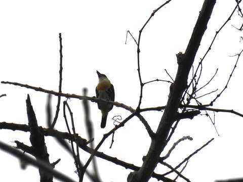 Image of Spot-crowned Barbet