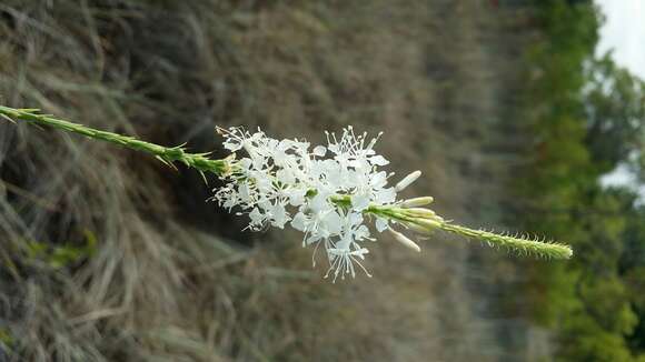 Image of false gaura