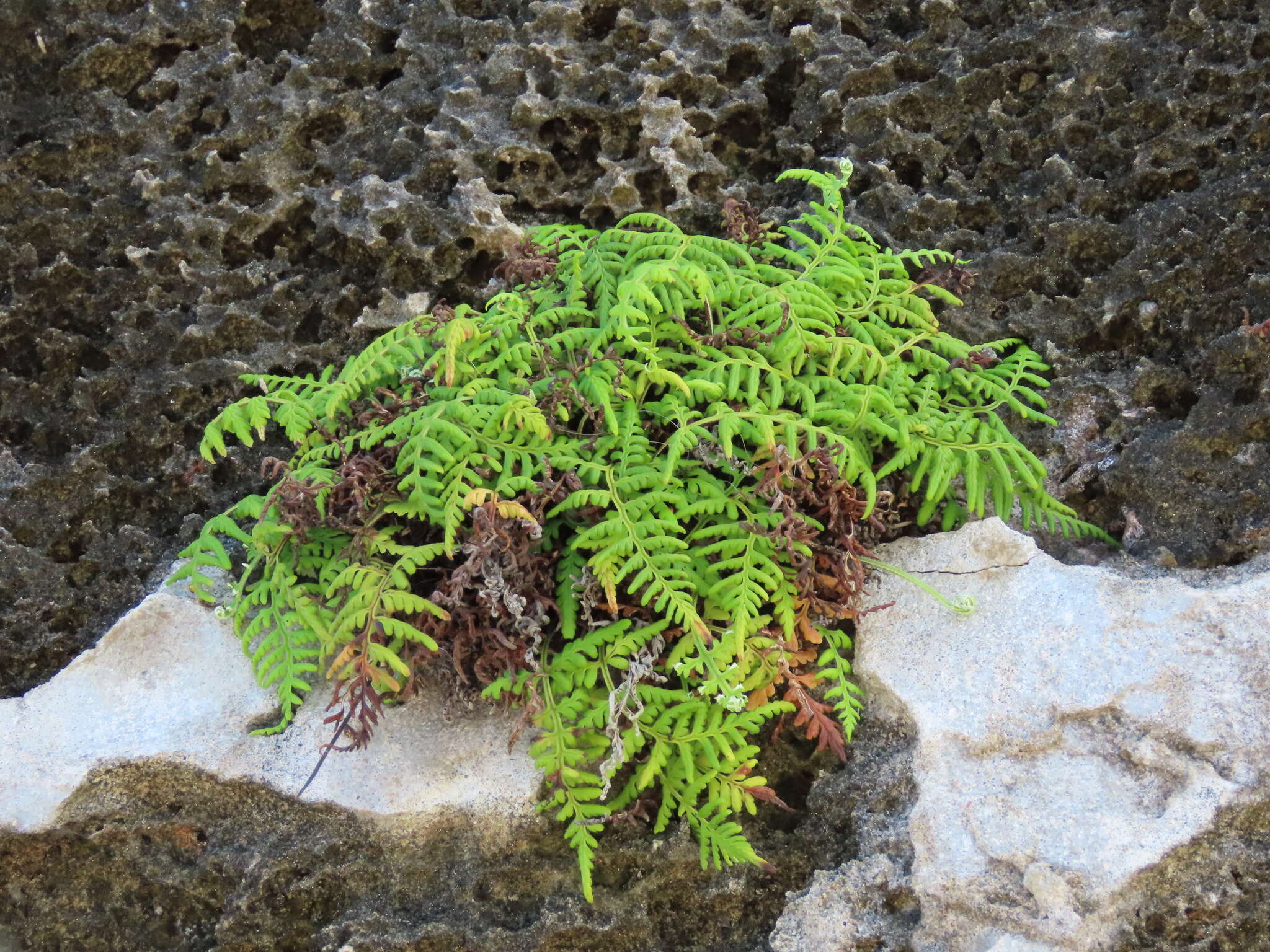 Image of island goldback fern