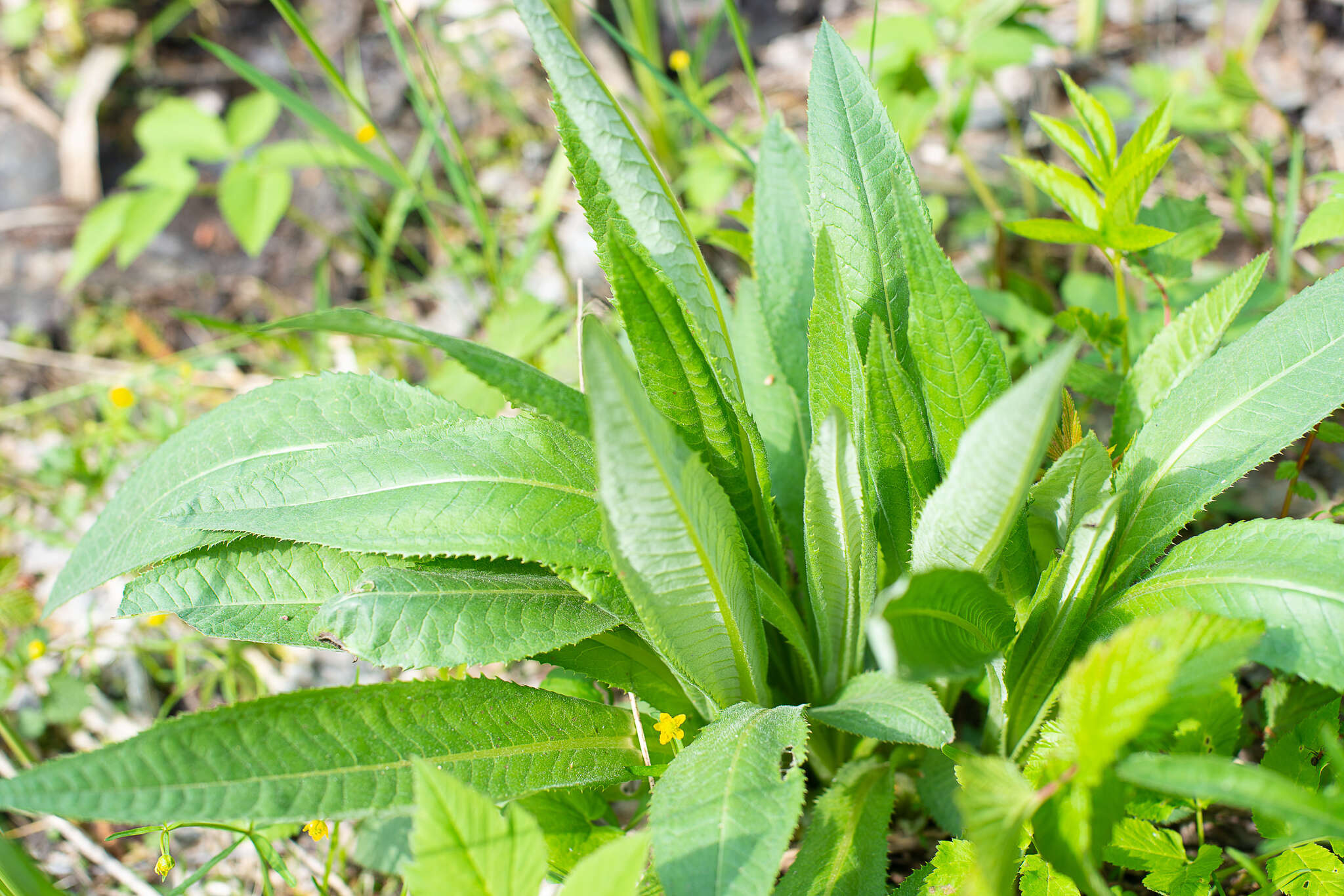 Слика од Cirsium helenioides (L.) Hill