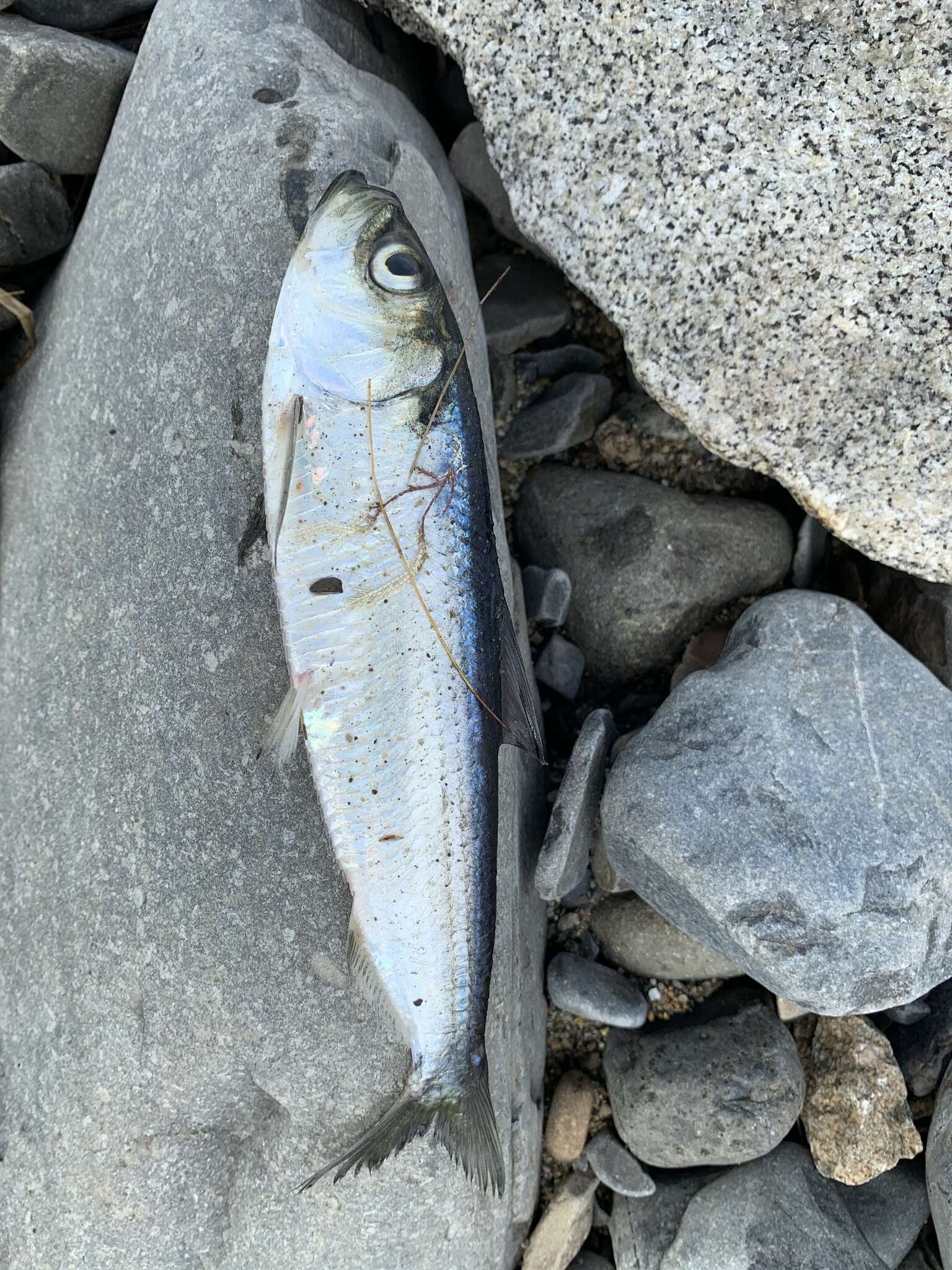 Image of Blueback Herring