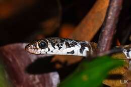 Image of Malayan Spotted Keelback Water Snake