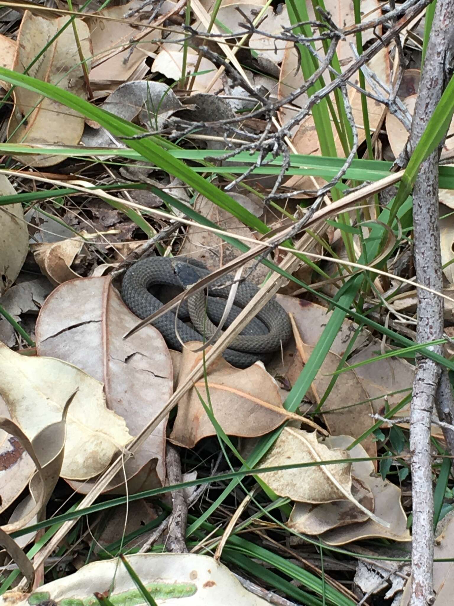 Image of Mustard-bellied Snake