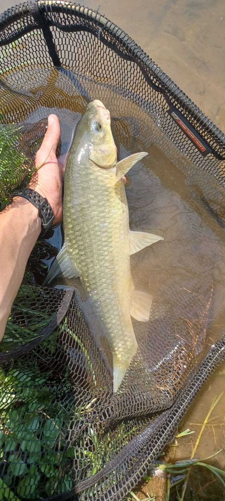 Image of Smallmouth yellowfish