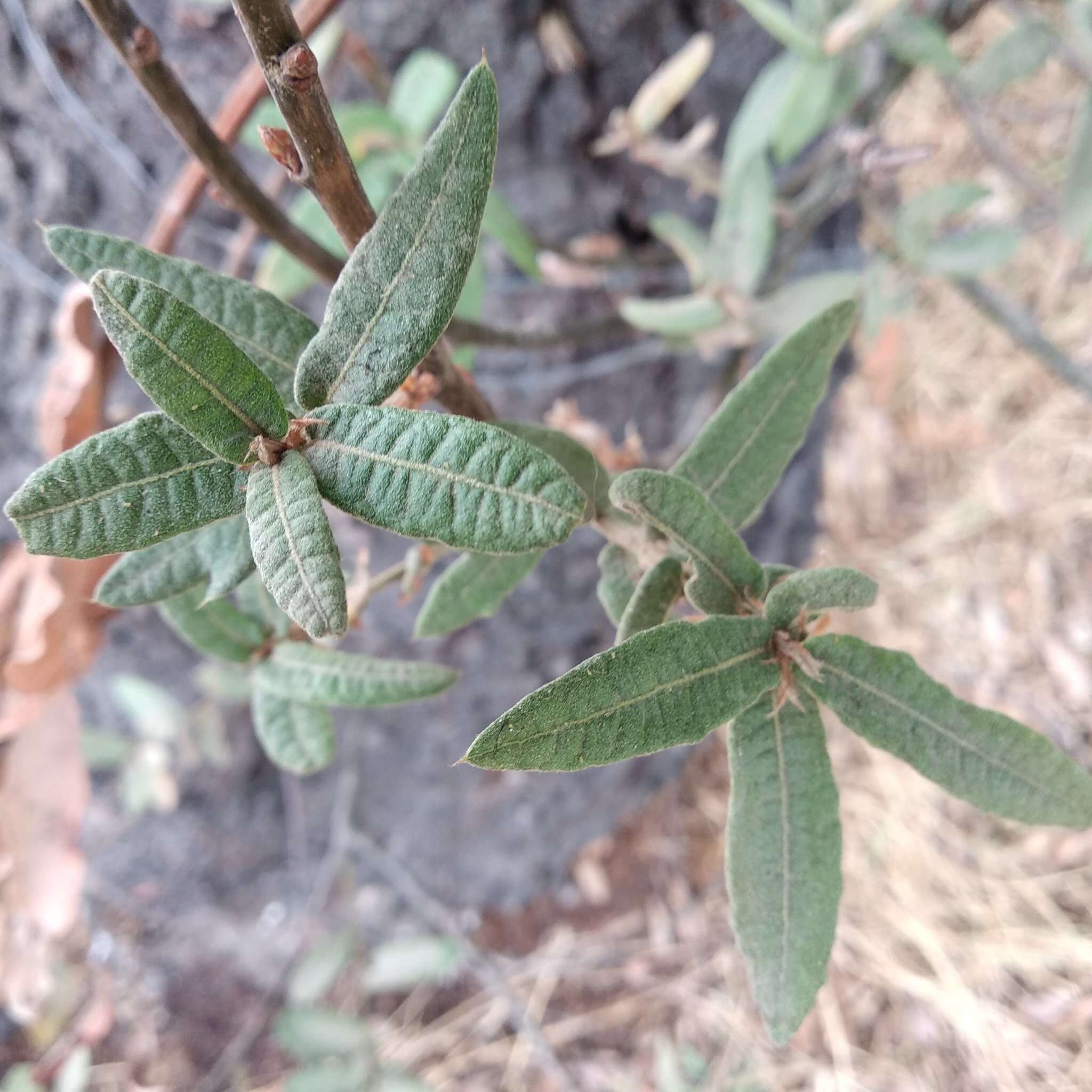 Image of Quercus crassipes Bonpl.