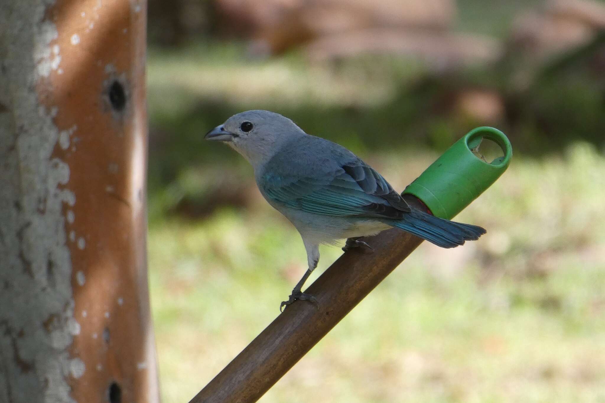 Thraupis sayaca (Linnaeus 1766) resmi