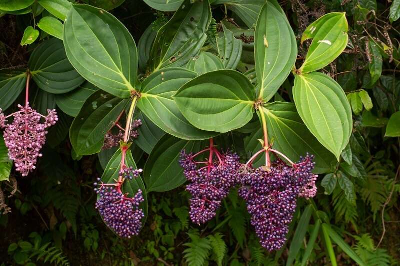 Image of Medinilla speciosa (Reinw. ex Bl.) Bl.