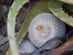 Image of Boke's Button Cactus