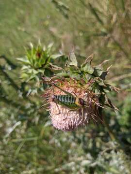 Image of Crimean Bright Bush-Cricket