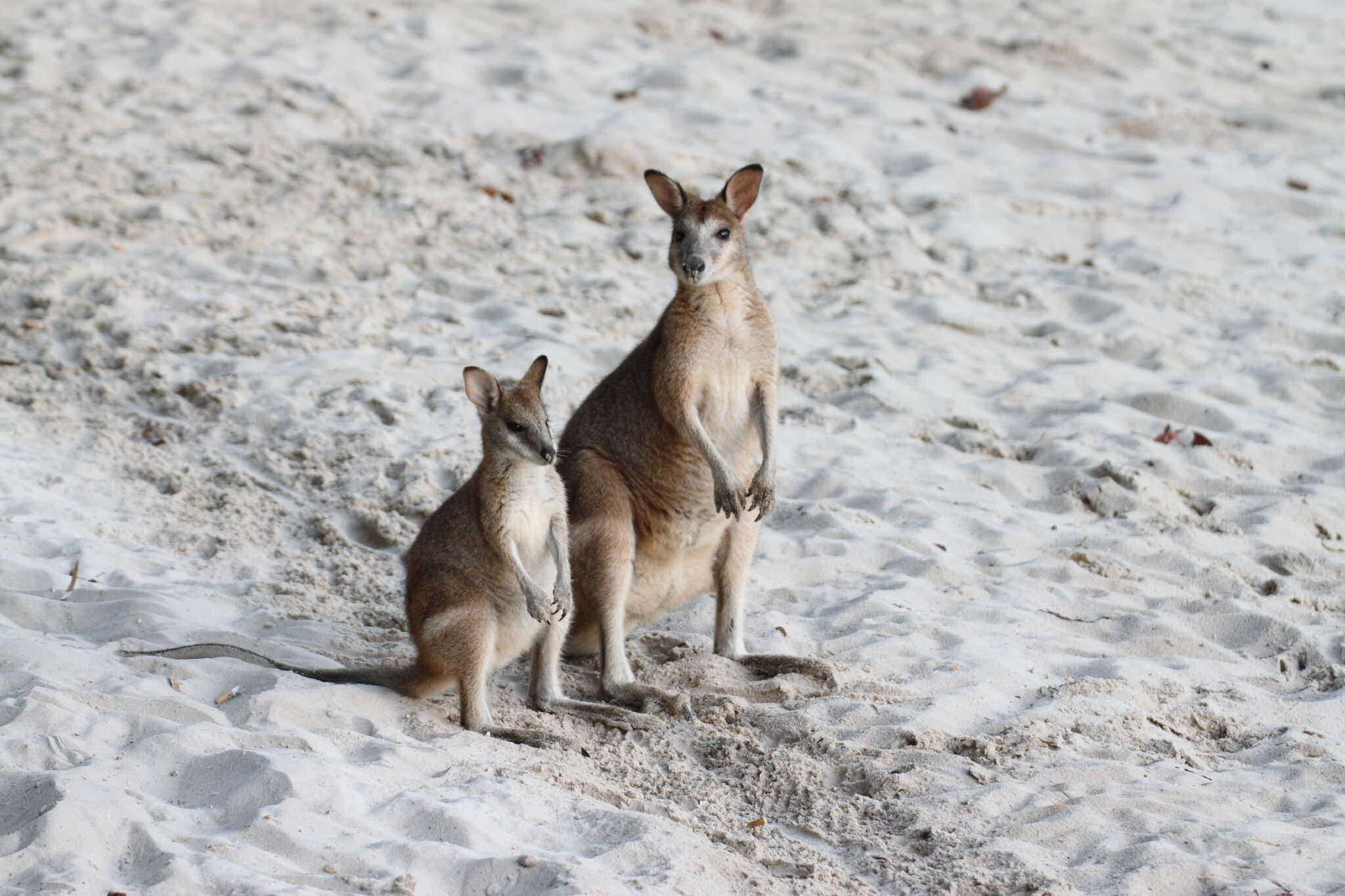 Image of Agile Wallaby