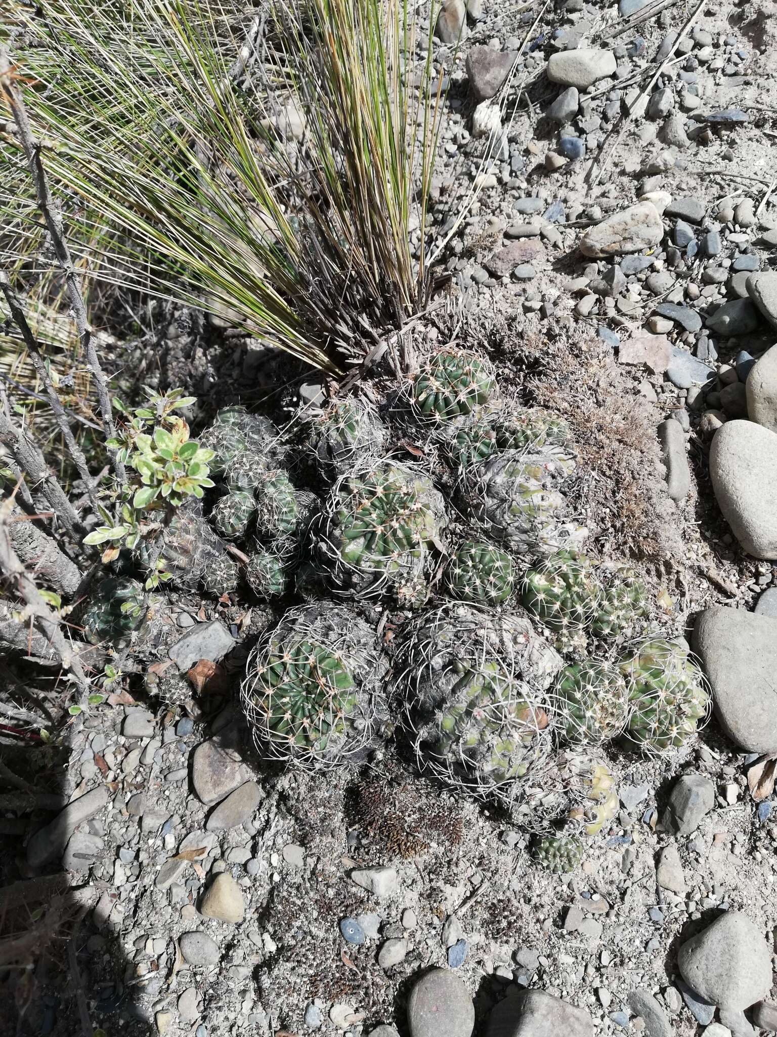 Echinopsis backebergii Werderm. resmi