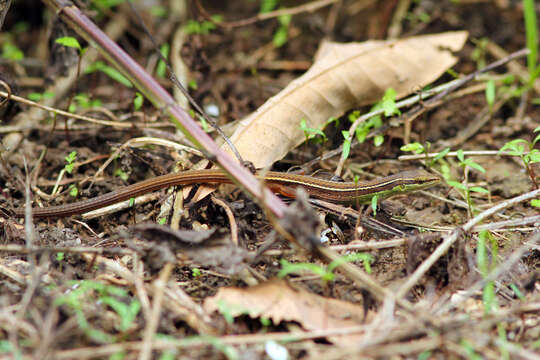 Image of Asian Grass Lizard