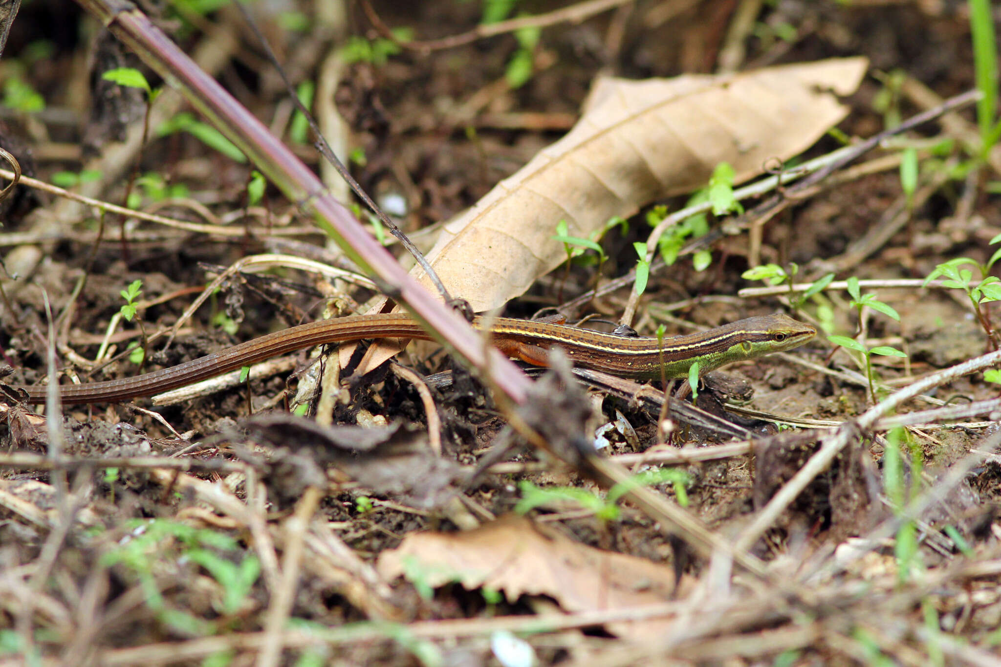 Takydromus sexlineatus ocellatus Cuvier 1829的圖片