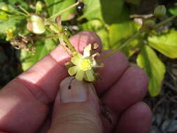 Image of Knowltonia vesicatoria subsp. grossa H. Rasmussen