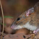 Image of Sahyadris Forest Rat