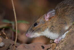 Image of Sahyadris Forest Rat