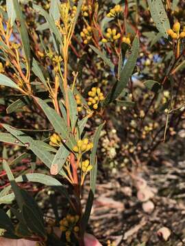 Image of Eucalyptus buprestium F. Müll.