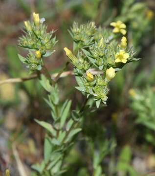 Слика од Linum strictum L.