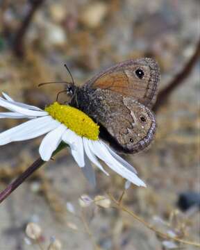 Imagem de Cosmosatyrus leptoneuroides Felder 1867