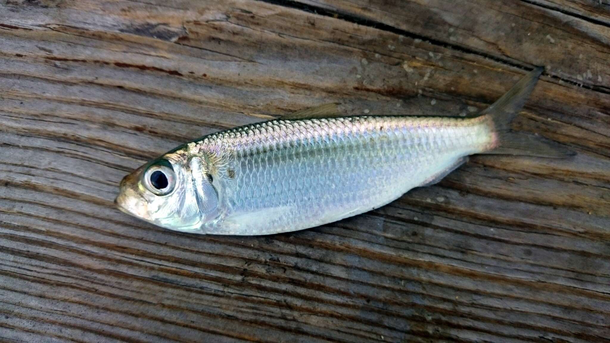 Image of Guiana Herring