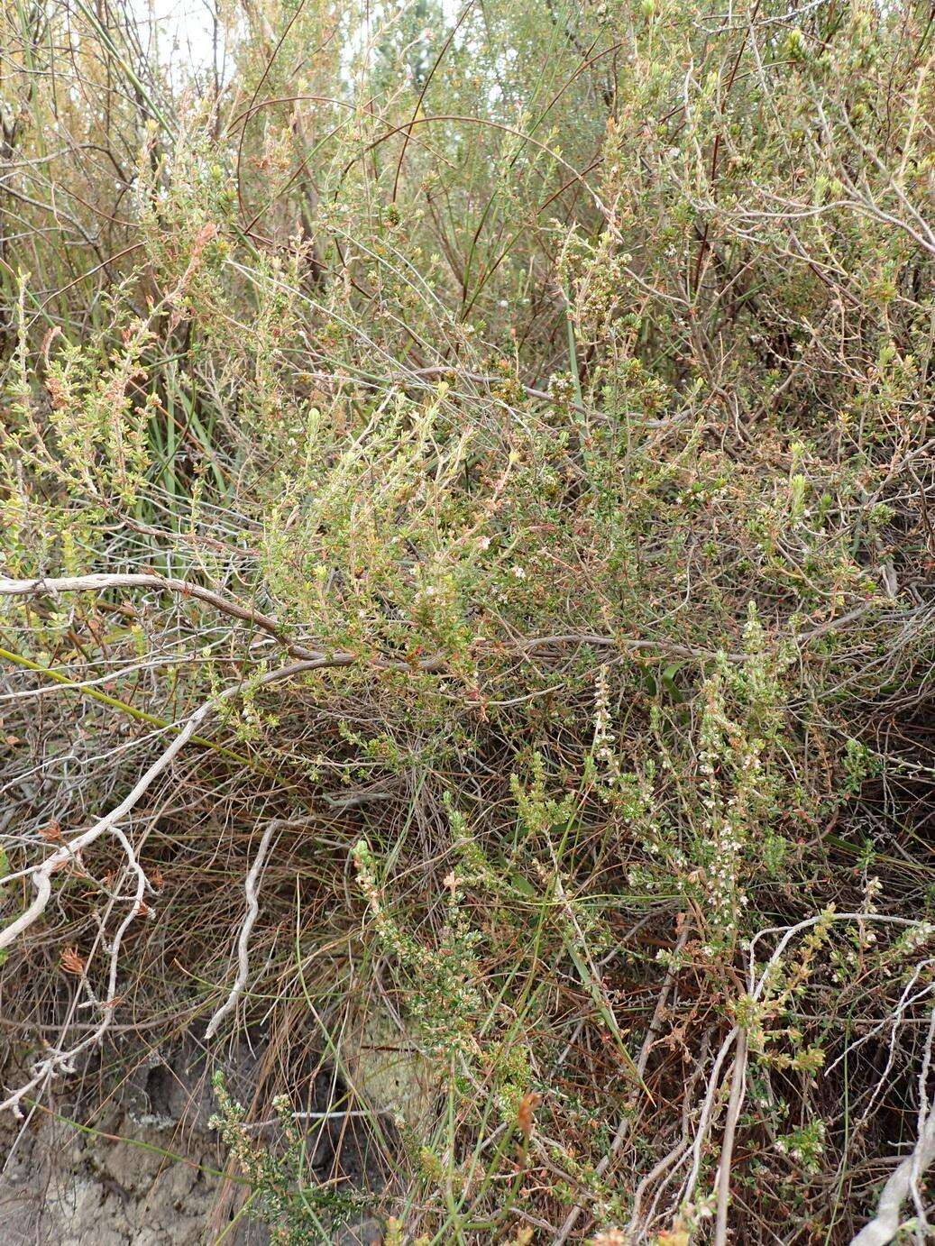 Image of Erica cordata var. cordata