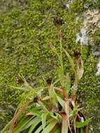 Image of Hedgehog Wood-Rush