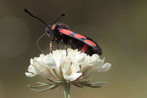 Image of Zygaena cuvieri Boisduval 1828