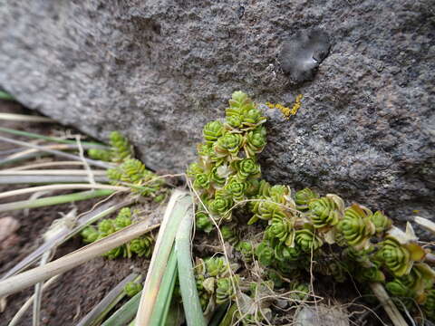 Image of Arenaria bryoides Willd. ex Schltdl.