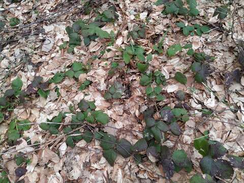 Image of Rubus hirtus Waldst. & Kit.