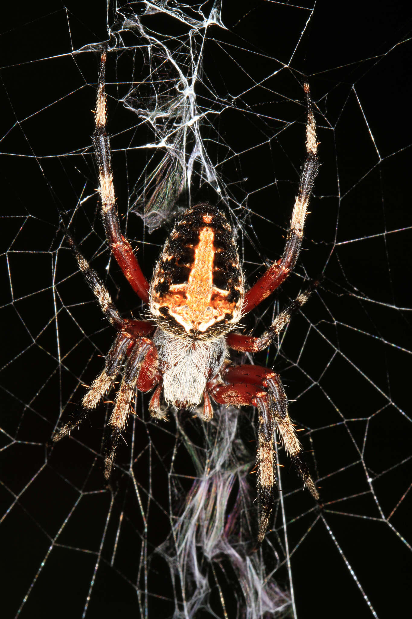 Image of Spotted Orbweaver