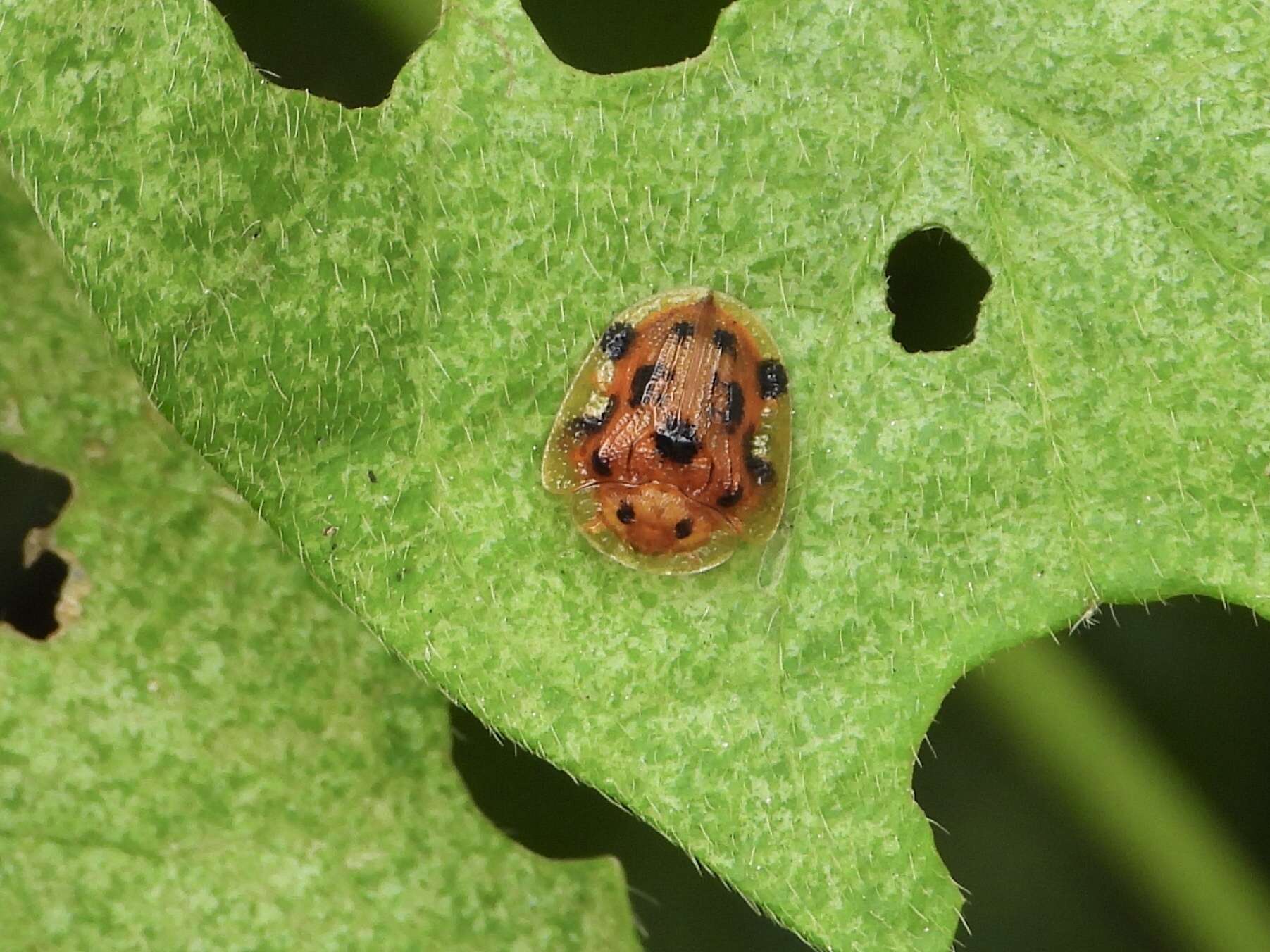 Image of Laccoptera (Laccopteroidea) nepalensis Boheman 1855