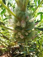 Image of Astragalus oleaefolius DC.