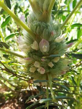 Image of Astragalus oleaefolius DC.