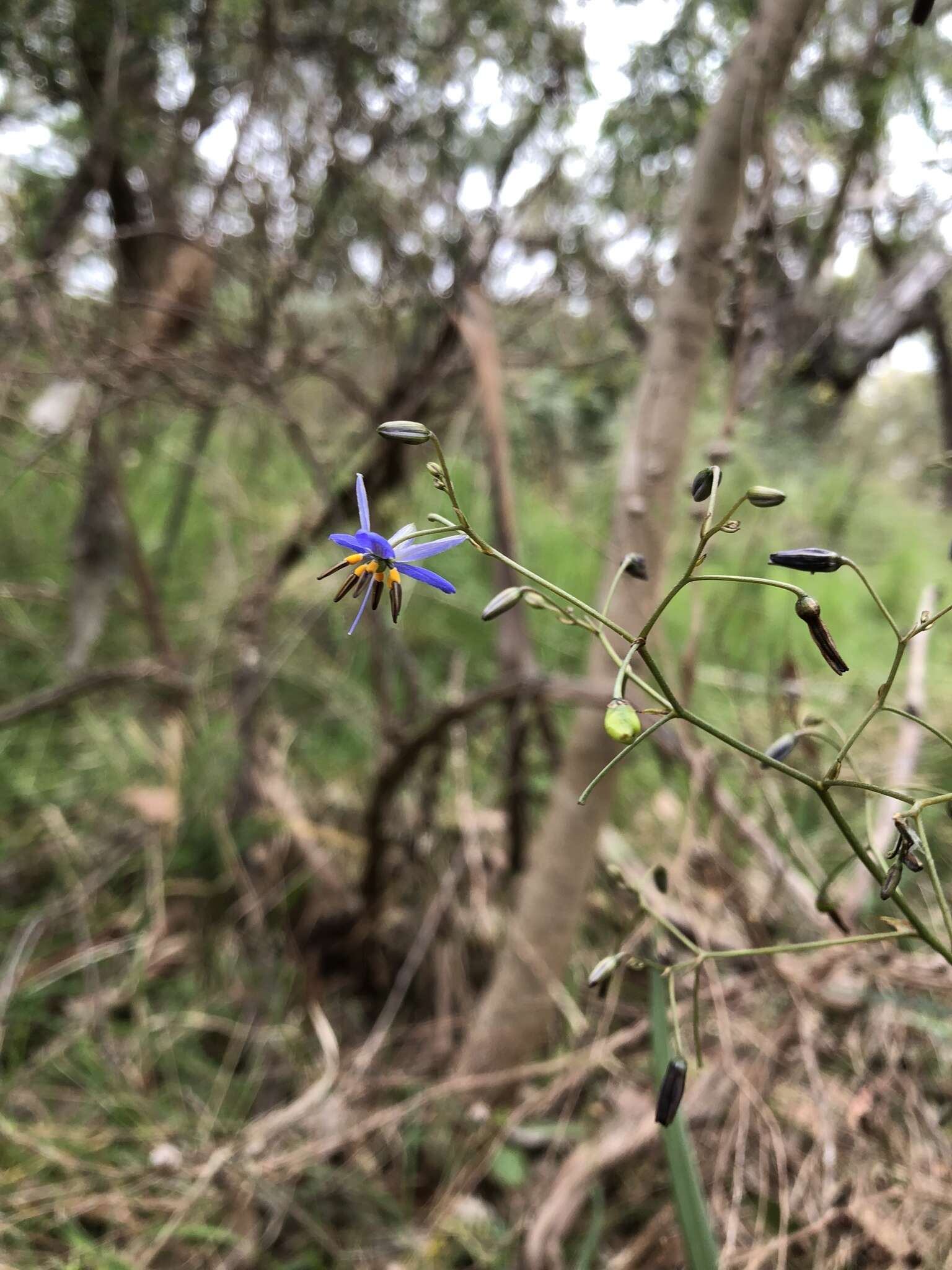 Image of Blueberry Flax Lily