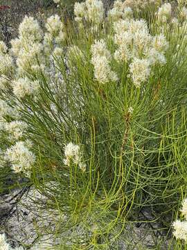 Image of Conospermum teretifolium R. Br.