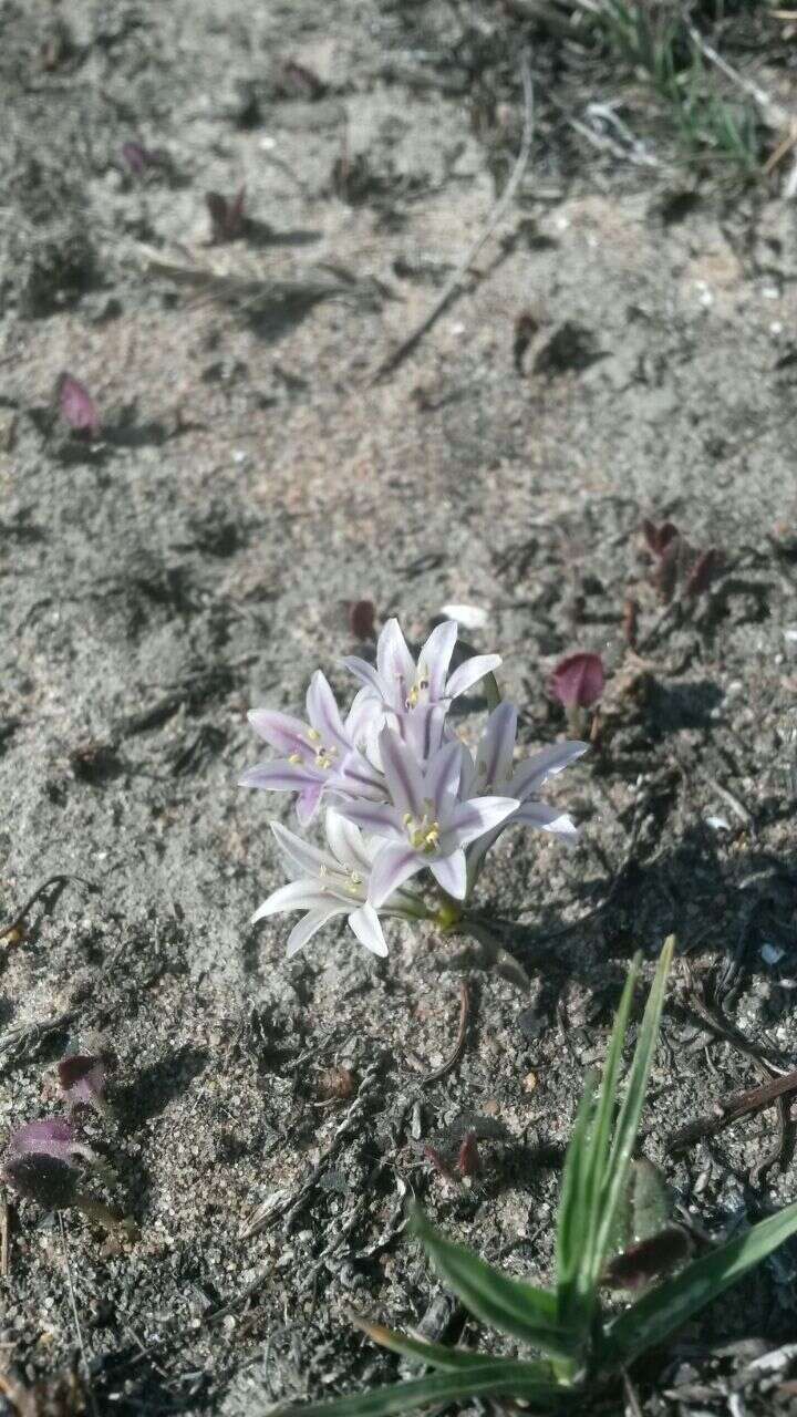 Image of Lachenalia corymbosa (L.) J. C. Manning & Goldblatt