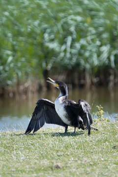 Image of Phalacrocorax carbo carbo (Linnaeus 1758)